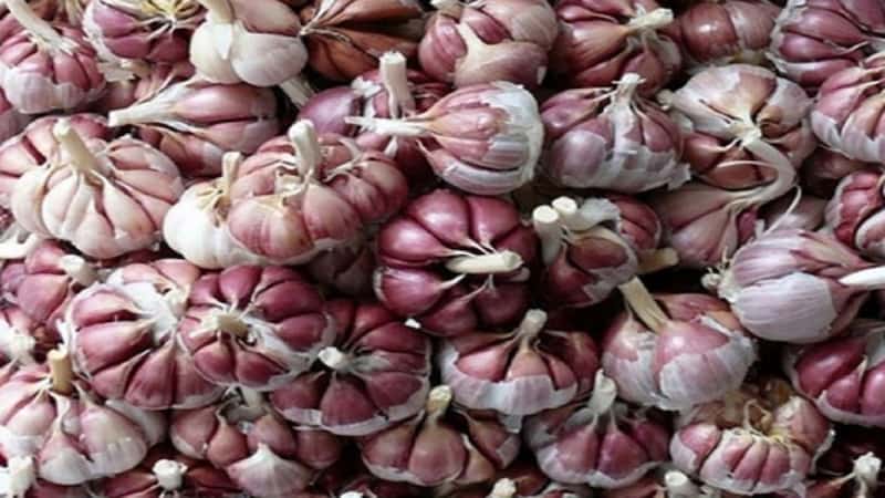 خرید سیر سفید